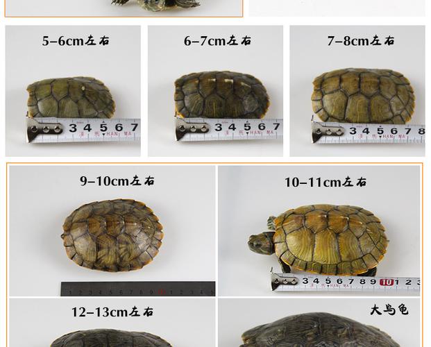 巴西乌龟寿命一般多长